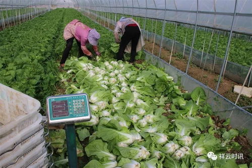 祥云下，新鮮蔬菜馳援疫區的溫暖之路